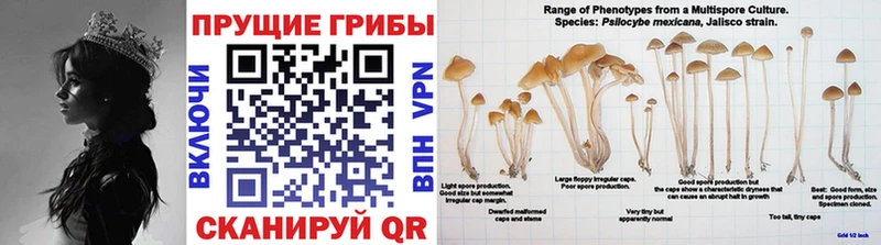 Галлюциногенные грибы мухоморы  Сокол 